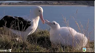 Royal Albatross ~ LGK Comes Home! 🎉 TF Has To Paddle Walk To Dad For Feeding! 😂 5.5.24