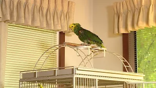 Concerned UPS Driver Calls 911 After Parrot Cries ‘Help Me’