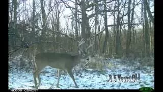 Determine a Buck's Age Just by Looking at It - Deer Hunting