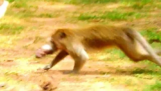 Real action of poor baby Daniela dead, Big monkey bits baby Daniela till dead