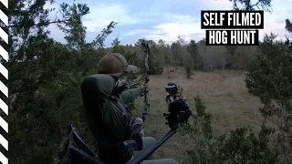 Bow Hunting Hogs In Texas