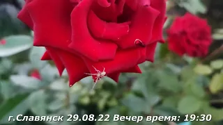 Славянск 29 августа 2022 Вечер (19:30)