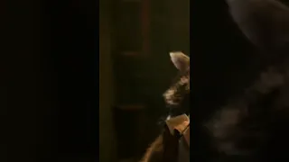 Rocket Raccoon Attitude WhatsApp Status 😈। #shorts