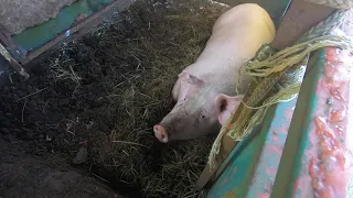 Butchering a Hog on the Farm