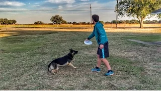 Ultimate Frisbee Dog | Brodie Smith