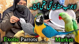 Exotic Parrots and Birds Market 2024 Latest Update in Urdu Hindi | Birds market 2024 new video