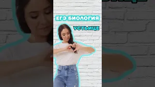 устьице #умскул #жаннаказанская #биология #биологияегэ