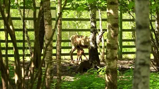 У нас родились два северных лесных олененка 🦌🦌