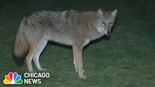 Coyote attack: Downers Grove family mourns after dog killed by coyotes