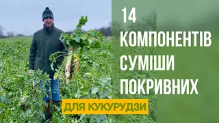 14 компонентів суміши покровних культур для кукурудзи