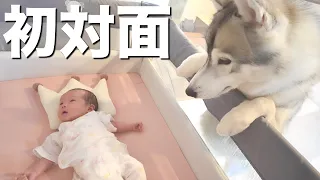 赤ちゃんをお迎えし、そばで見守り続ける愛犬が優しすぎました・・・