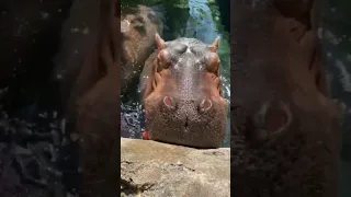 Watermelon - a hippopotaMUST - Cincinnati Zoo #shorts