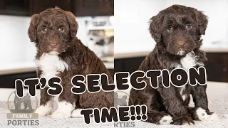 It's Selection Time! - Addies Litter - 5 Week Update