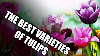 THE BEST VARIETIES OF TULIPS | ЛУЧШИЕ СОРТА ТЮЛЬПАНОВ