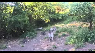 Mexican wolf dad at Wolf Haven shows pups how to howl