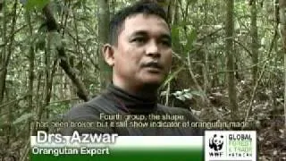 Orangutan Conservation in PT Suka Jaya Makmur Logging Concession, West Kalimantan (English-SubTitle)