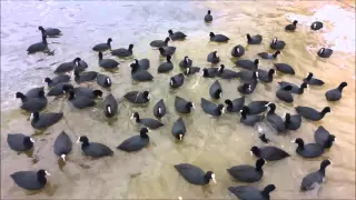 Eurasian Coot Sakarmeke, Mogan Lake, Gölbaşı, Ankara, Turkey (February 14th, 2016)