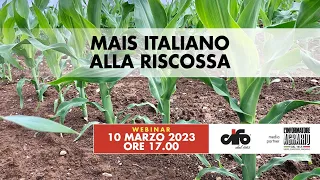 Mais italiano alla riscossa. Nuove tecniche mirate per fare reddito - Esperienze di successo