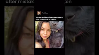 Woman accidentally raises a panther after mistaking it for a kitten #panthers