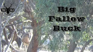 Big Fallow Buck | Watervalley Station South Australia