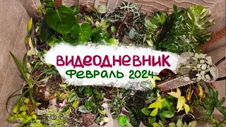 ВИДЕОДНЕВНИК цветовода | Февраль 2024 | Пересадки, распаковка, обработка, посев семян 💚