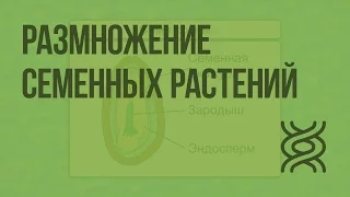 Размножение семенных растений. Видеоурок по биологии 6 класс