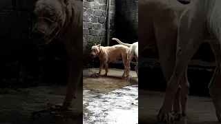 0859.750.399 👉 Phối Pit Bull tại trại chó PHI LONG - Đ/C : Kim Bảng tỉnh Hà Nam