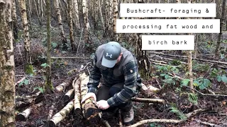 Bushcraft - foraging and processing fat wood and birch bark.