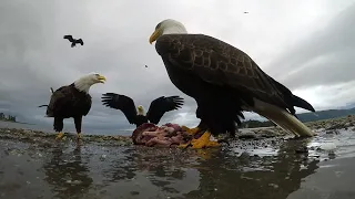 Haida Gwaii Bald Eagle steals GoPro