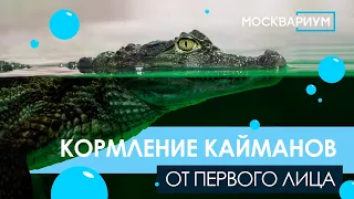 КОРМИМ КРОКОДИЛОВЫХ КАЙМАНОВ!