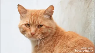 Грустная песня про кота  Дворовый кот 😢😥😔 до слёз от Санса 72