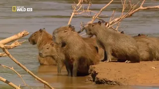 Удивительный, животный мир - животные Амазонки. Документальный фильм. "National Geographic"