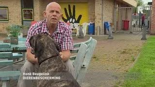 Dertien honden vastgebonden aan boom in Rotterdam