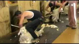 EWENIQUE SHEARING