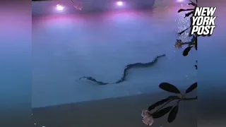 Monster snake spotted swimming in pool | New York Post