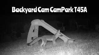 Backyard Cam #2: CamPark T45A Trail Camera July 10-15, 2023