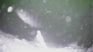 тест подводная съемка камера Lucky FF3309 WI FI