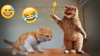 Try Not To Laugh 😜 Funniest Cats and Dogs 2024 😻🐶