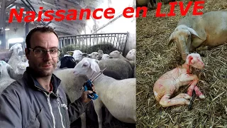 Naissance d'un agneau & vaccination travail d'éleveur N°40