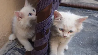 Funny kittens chasing each other #catlover #cutepets #foryou #catsworld