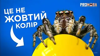 УНІКАЛЬНІ ПАВУКИ-СТРИБУНИ🕷[VERITASIUM]