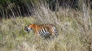 Big Male Tiger | Tiger Mating Pair | Tadoba