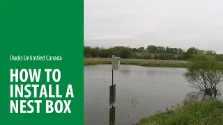 How to install your wood duck nest boxes