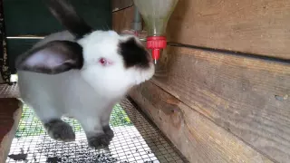 Drinkers for rabbits with their hands