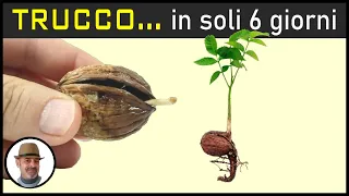 FAI NASCERE UNA NOCE IN 6 giorni, trucco della noce spaccata, planta de nuez, walnut plant