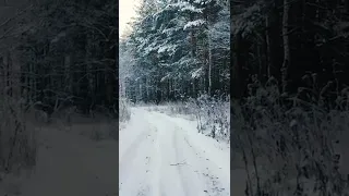 Зимний лес, Пение птиц, Ветер. Музыка самой природы.