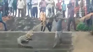 Жители индийской деревни вытащили из канала упрямого крокодила