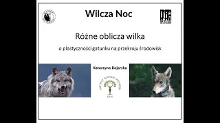 Wilcza Noc w BPN 2021  Rózne oblicza wilka  O plastyczności gatunku  Katarzyna Bojarska