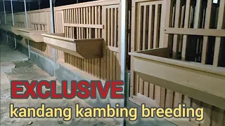 EXCLUSIVE | cara pasang kandang kambing ettawa 6 plong 12 kotak