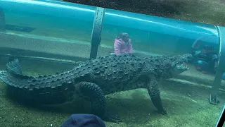 Hungry Crocodile at the Zoo!